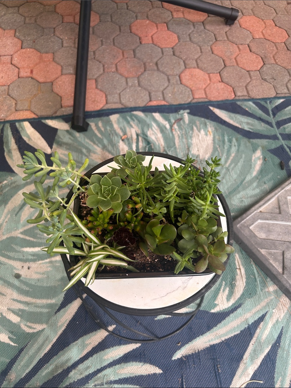 Assorted Green Succulent Planter - Home Accents